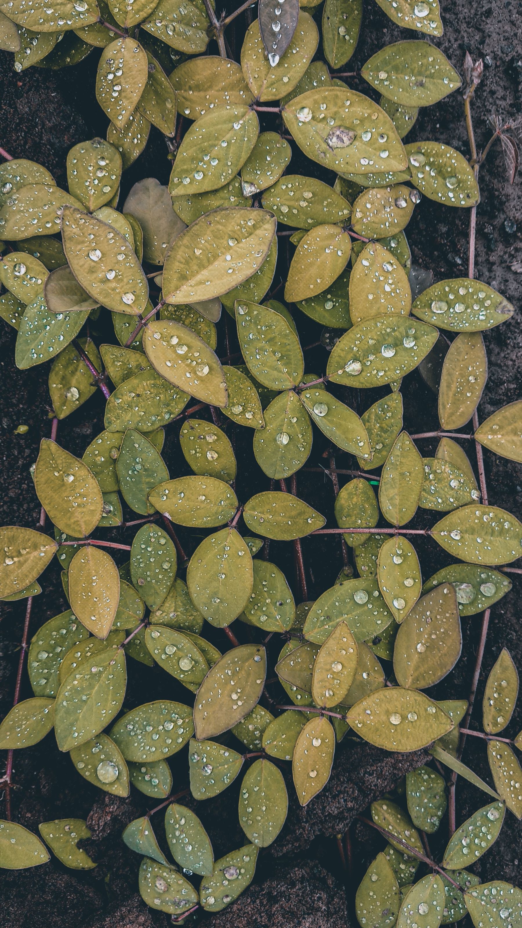 Fresh green leaves after rainfall